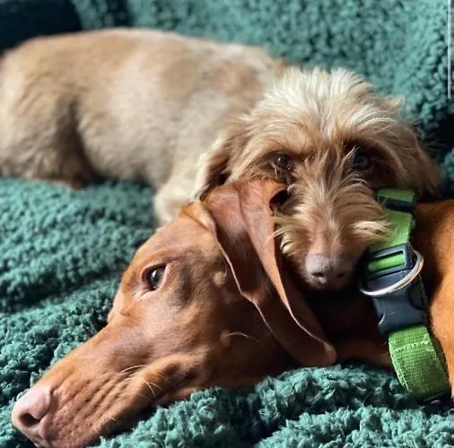 Dom wakacyjny Koenigstand *